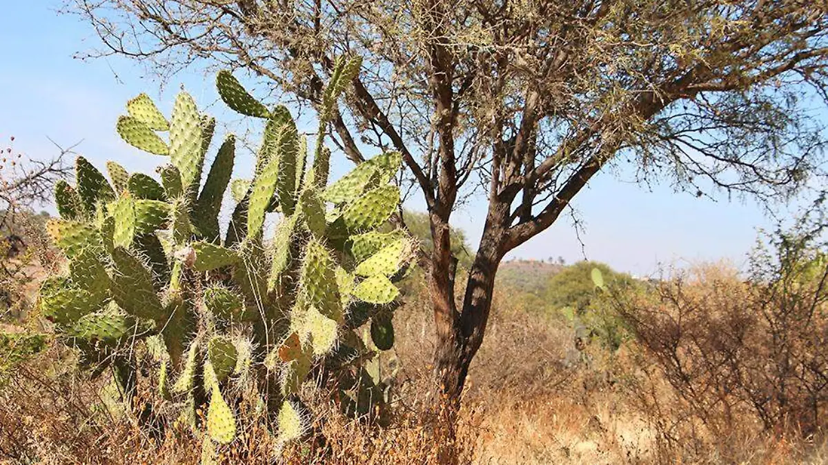 flora de aguascalientes